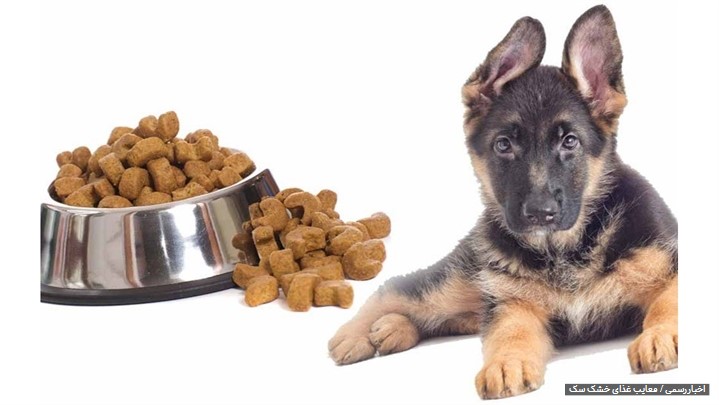محبوب‌ترین غذا برای سگ