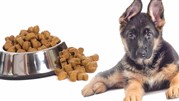 محبوب‌ترین غذا برای سگ