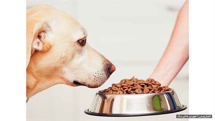 محبوب‌ترین غذا برای سگ