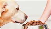 محبوب‌ترین غذا برای سگ