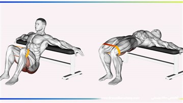هیپ تراست با هالتر؛ تکنیک صحیح برای حداکثر عضله‌سازی