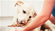 بهترین غذای خشک سگ چه برندی است؟