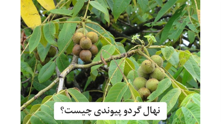 نهال گردو پیوندی چیست؟ (راهنمای خرید) نهال گردو پیوندی چیست؟ (راهنمای خرید)