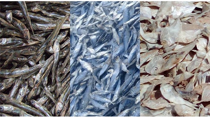 عرضه پودر ماهی توسط شرکت صیادان جوان جاسک