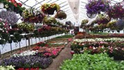 گل‌دهی در گلخانه‌ها به نصف کاهش یافت