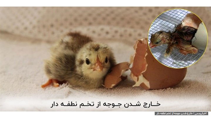 معرفی تکنولوژی جدید در ساخت دستگاه جوجه کشی تولید کننده ایرانی