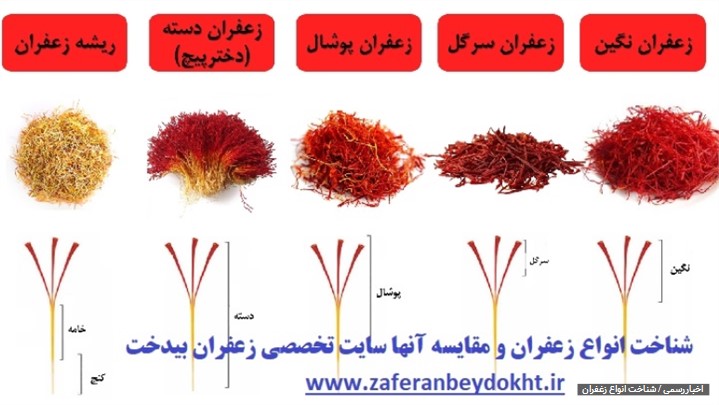 تفاوت زعفران سرگل و نگین و شناخت انواع زعفران تفاوت زعفران سرگل و نگین و شناخت انواع زعفران