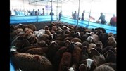 عرضه 30 هزار راس دام در عید قربان و روز عرفه