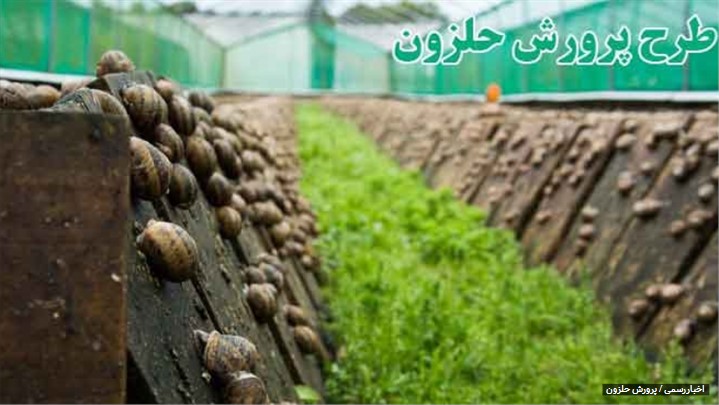 طرح توجیهی پرورش حلزون طبی و خوراکی طرح توجیهی پرورش حلزون طبی و خوراکی
