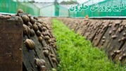 طرح توجیهی پرورش حلزون طبی و خوراکی توسط بیگ والت