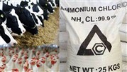 آمونیوم کلراید فید گرید 99.9 درصد در خوراک دام و طیور چه کاربردهایی دارد؟ آمونیوم کلراید فید گرید 99.9 درصد در خوراک دام و طیور چه کاربردهایی دارد؟