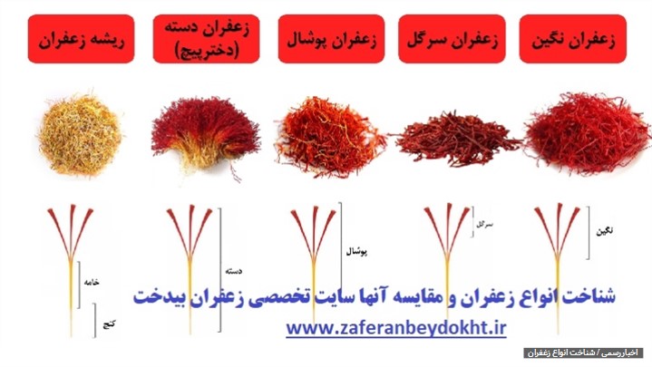 زعفران نگین یا سوپر چطور تهیه و تولید میشود زعفران نگین یا سوپر چطور تهیه و تولید میشود