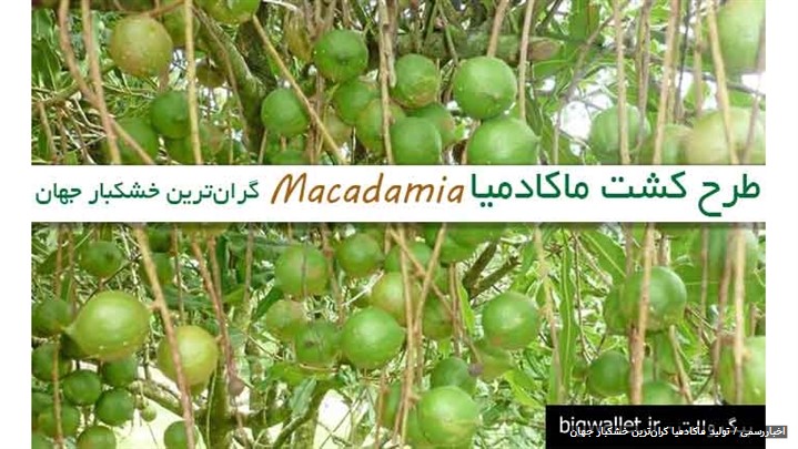 تولید ماکادمیا گرانترین خشکبار جهان تولید ماکادمیا گرانترین خشکبار جهان