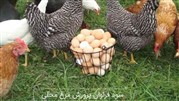 ایجاد کسب و کار پرورش مرغ