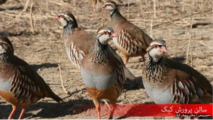 سالن پرورش کبک | جوجه کشی کبک سالن پرورش کبک | جوجه کشی کبک