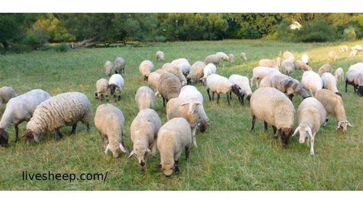 فروش انواع گوسفند زنده در تهران فروش انواع گوسفند زنده در تهران
