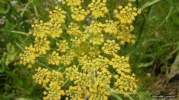 خواص معجزه آسای رازیانه برای بانوان خواص معجزه آسای رازیانه برای بانوان