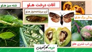 آفات و بیماری های درخت هلو ؛ آشنایی و روش های مبارزه با آن ها