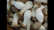 "شاه صدف" در بین مرغوب ترین قارچ های خوراکی