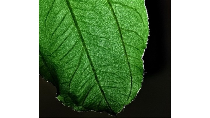 6 دلیل برای اینکه چرا Huawei Mate 20 Pro  بهترین انتخاب است