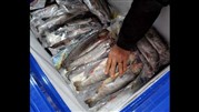 صادرات آبزیان مازندران در انتظار پایانه صادراتی