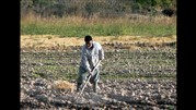 کشاورزان و محصولاتشان بیمه شدند