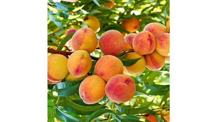 پرسودترین ارقام نهال میوه که نمی شناسید