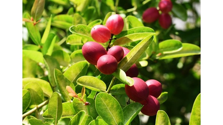 پرسودترین ارقام نهال میوه که نمی شناسید