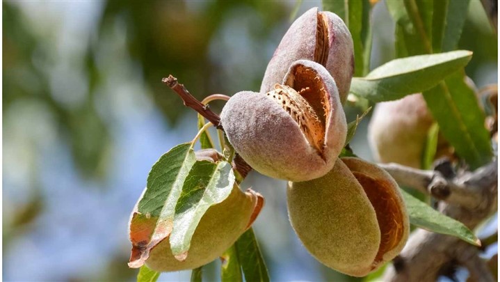 پرسودترین ارقام نهال میوه که نمی شناسید