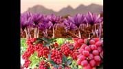 صادرات زعفران و زرشک به آمریکا و اروپا