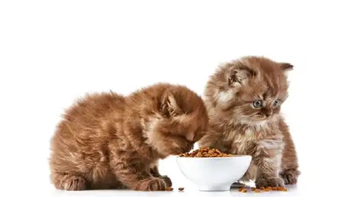 نکات مهم در هنگام خرید غذای گربه از پت شاپ آنلاین