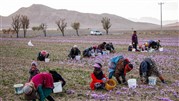 کاهش ۵۰ درصدی تولید زعفران در سال زراعی جاری