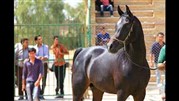 برگزاری سومین مسابقه اسب ایرانی در آبان ماه
