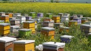 زنبورستان دکتر هانی راد، مرجع تخصصی زنبور عسل و فرآورده های آن در ایران