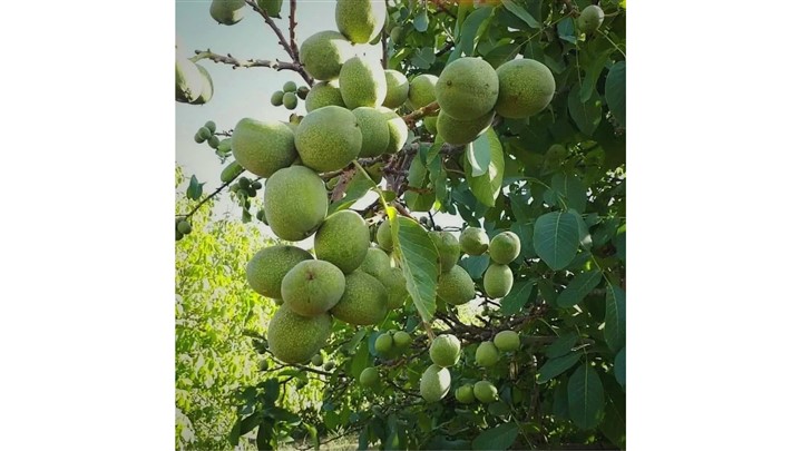 انتخاب کنید، بنویسید، کاشت کنید: انواع نهال گردودر یک نگاه