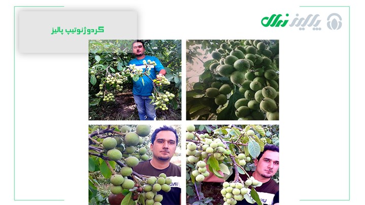 انتخاب کنید، بنویسید، کاشت کنید: انواع نهال گردودر یک نگاه