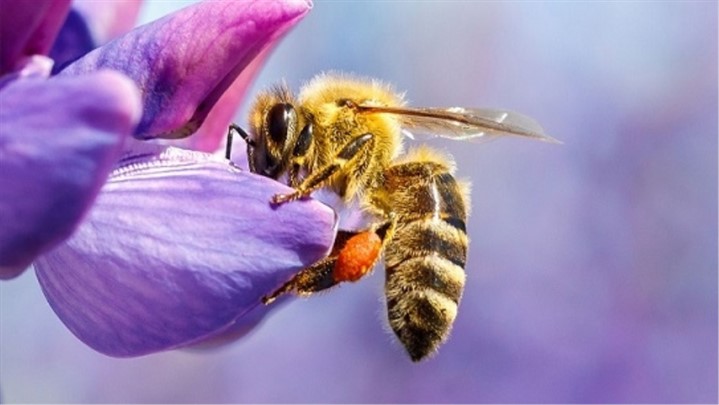 اگر زنبورهای عسل نابود شوند، چه اتفاقی می افتد؟