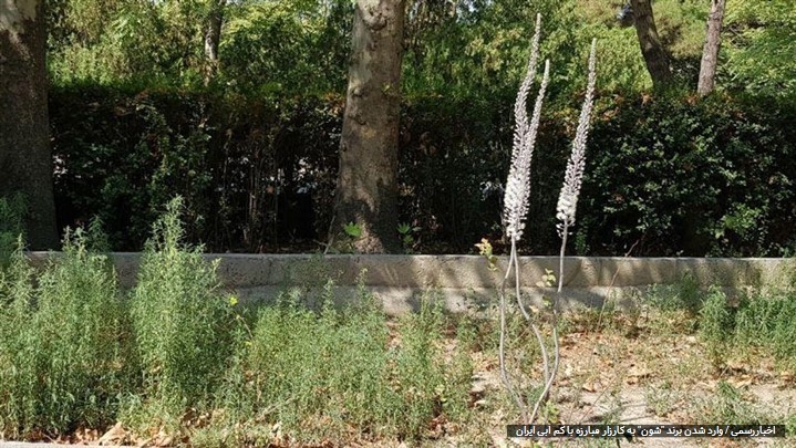 مقابله با کم آبی با کاشت گل سوسن و گیاه جارو