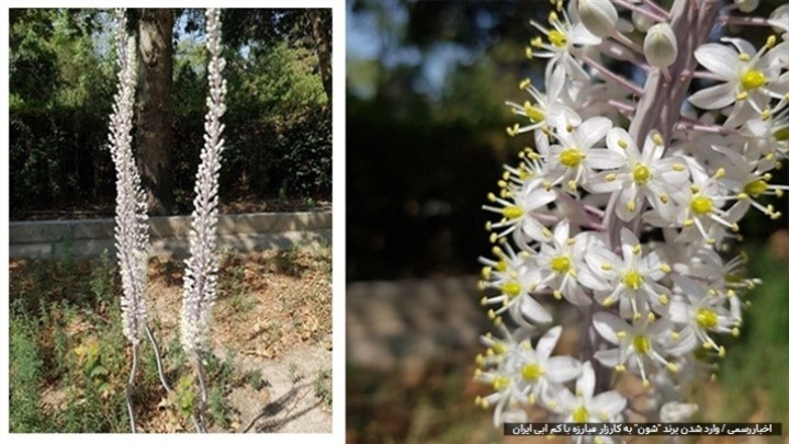 مقابله با کم آبی با کاشت گل سوسن و گیاه جارو