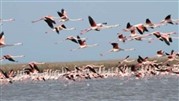 زمستان گذرانی 110هزار پرنده در تالاب های چهارمحال