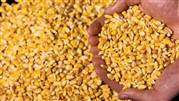 دلایل جان گرفتن معاملات ذرت در بورس کالا