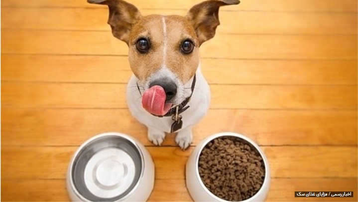 محبوب‌ترین غذا برای سگ
