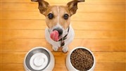 محبوب‌ترین غذا برای سگ