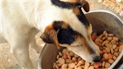 محبوب ترین برندهای غذای خشک سگ / مزایا و معایب آن
