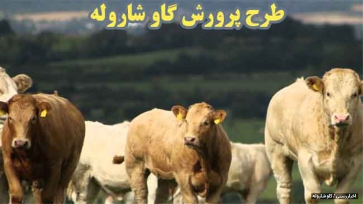 طرح پرورش گاو شاروله – نژاد گاو گوشتی طرح پرورش گاو شاروله – نژاد گاو گوشتی