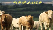 طرح پرورش گاو شاروله 