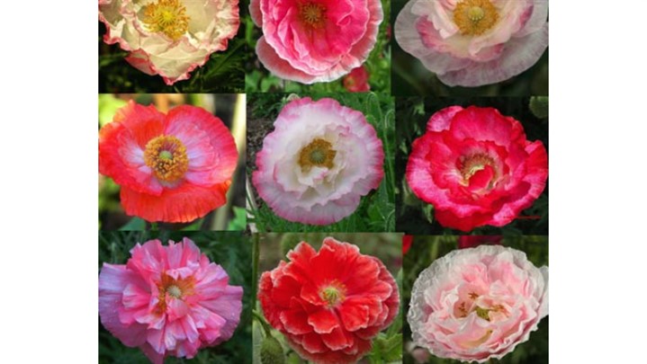 بذر چه گیاهانی زود رشد می‌کند؟