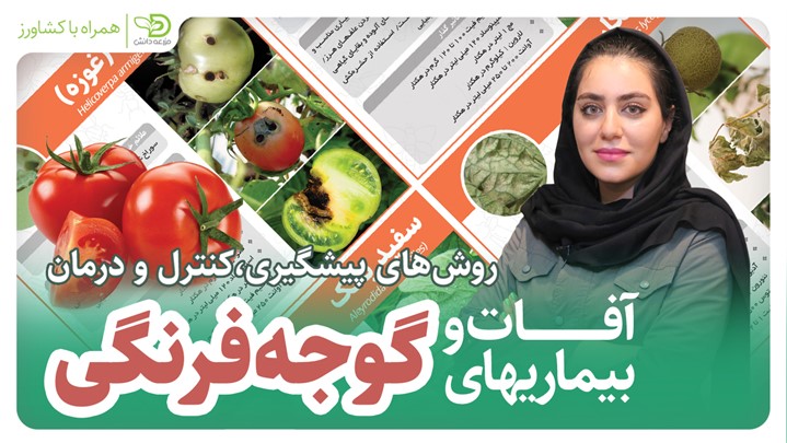 آفات و بیمارهای گوجه فرنگی – روشهای پیشگیری و کنترل و درمان آفات و بیمارهای گوجه فرنگی – روشهای پیشگیری و کنترل و درمان
