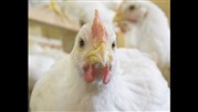 15درصد واحدهای فعال مرغداری ورشکست شده‌اند