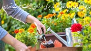 جابجایی گیاهان آپارتمانی با استفاده از باربری ارزان قیمت